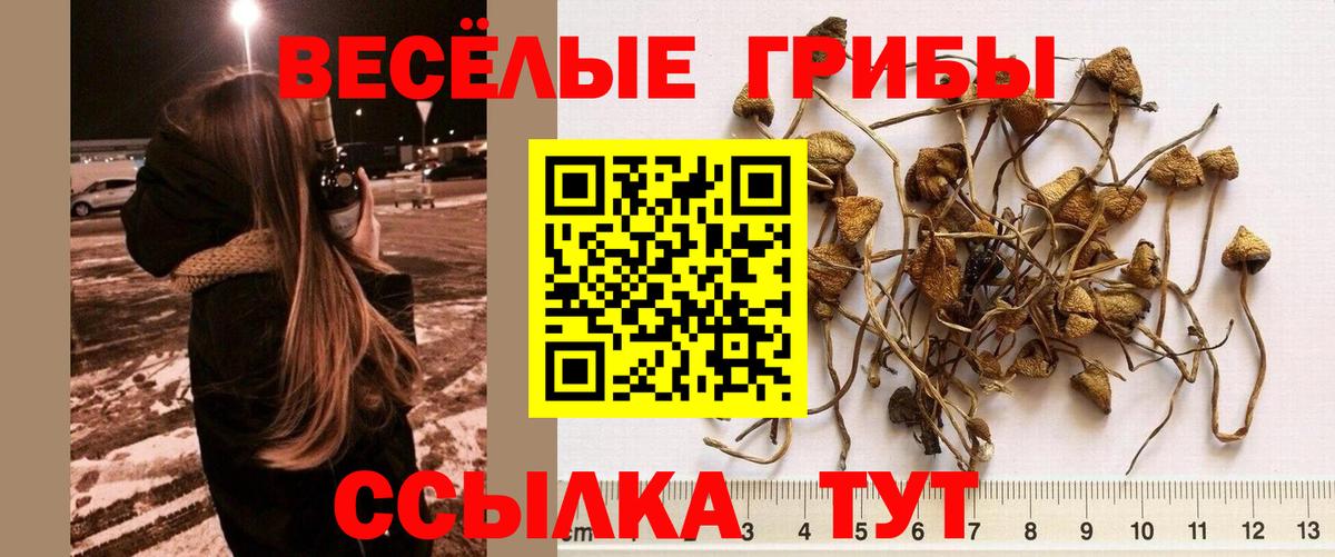 Сердобск  Псилоцибиновые грибы мицелий  Вход с VPN 